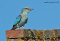 Coracias garrulus